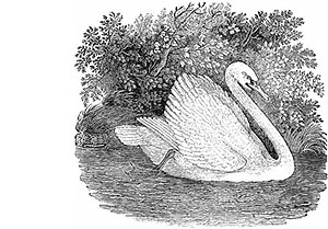 Why Is The Mute Swan Singing? A Christmas Carol by Brian Patten